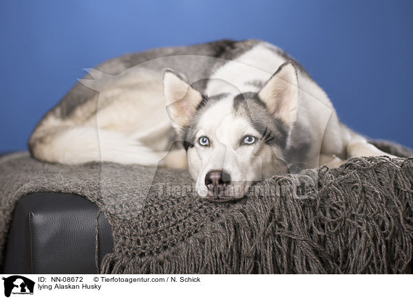lying Alaskan Husky / NN-08672