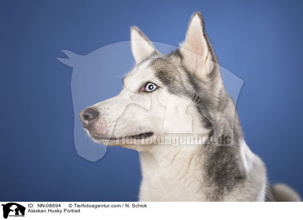 Alaskan Husky Portrait / Alaskan Husky Portrait / NN-08694