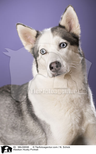 Alaskan Husky Portrait / Alaskan Husky Portrait / NN-08696