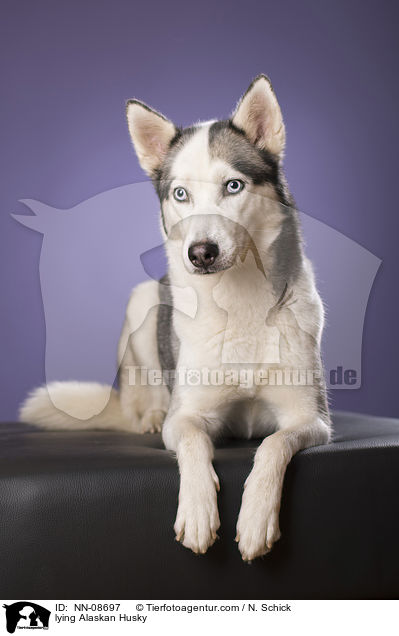 liegender Alaskan Husky / lying Alaskan Husky / NN-08697
