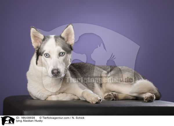 liegender Alaskan Husky / lying Alaskan Husky / NN-08698