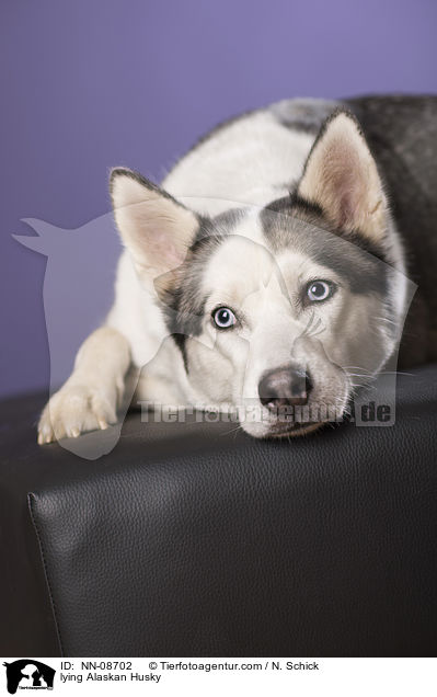 liegender Alaskan Husky / lying Alaskan Husky / NN-08702
