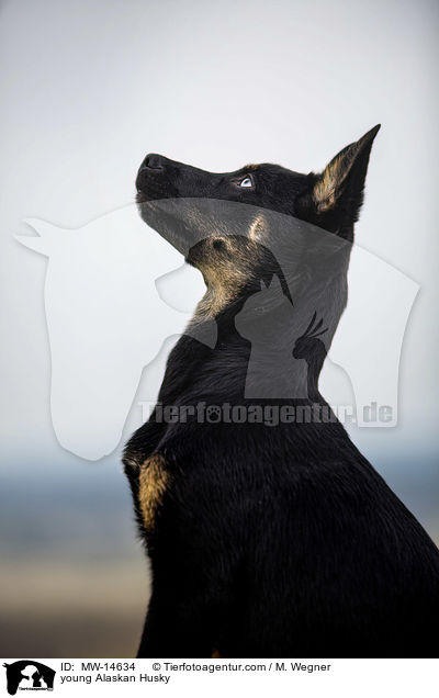 young Alaskan Husky / MW-14634