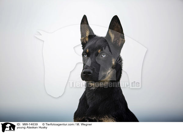 young Alaskan Husky / MW-14639