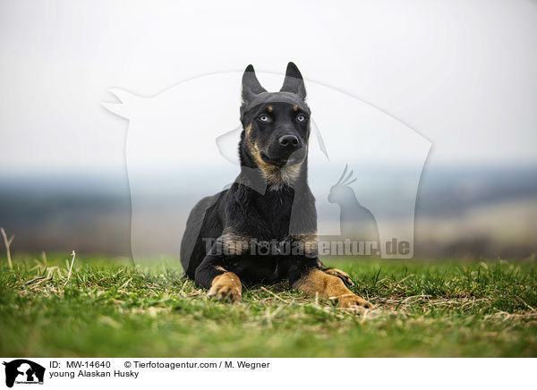 young Alaskan Husky / MW-14640