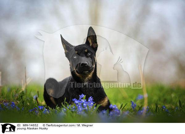 young Alaskan Husky / MW-14652