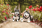 2 dogs