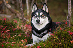 lying Alaskan Husky