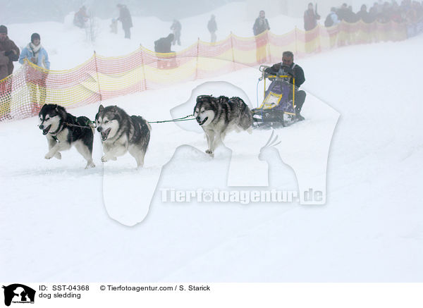 dog sledding / SST-04368