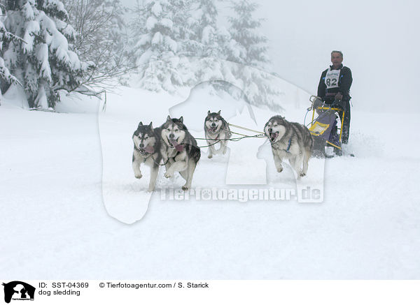 Schlittenhunderennen / dog sledding / SST-04369