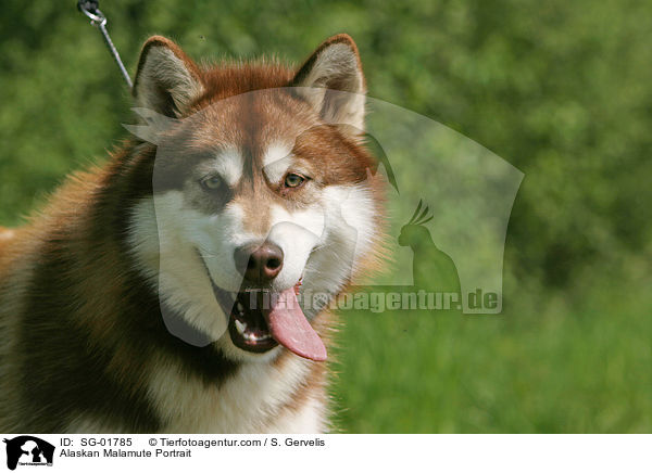 Alaskan Malamute Portrait / Alaskan Malamute Portrait / SG-01785