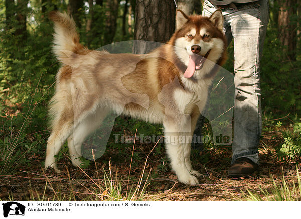 Alaskan Malamute / Alaskan Malamute / SG-01789