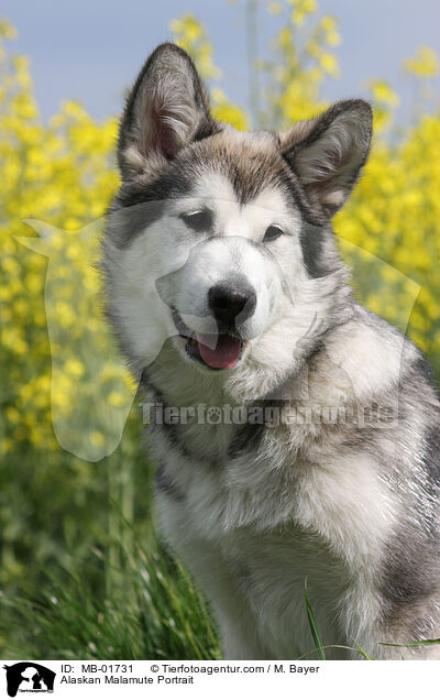 Alaskan Malamute Portrait / Alaskan Malamute Portrait / MB-01731