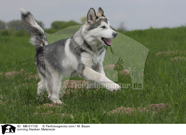 rennender Alaskan Malamute / running Alaskan Malamute / MB-01736