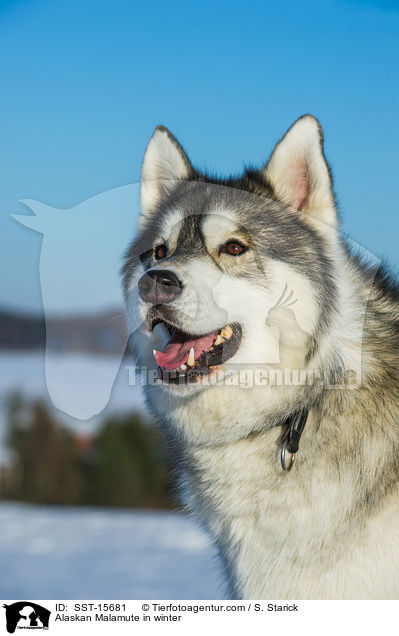 Alaskan Malamute in winter / SST-15681