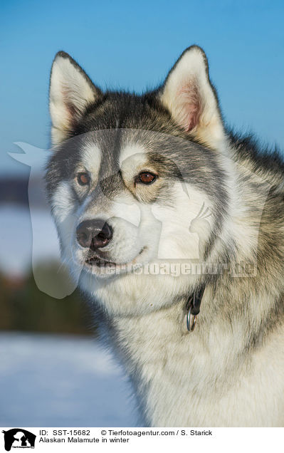 Alaskan Malamute in winter / SST-15682