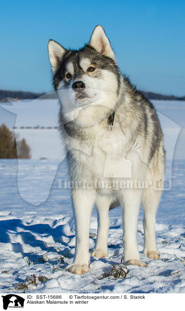 Alaskan Malamute in winter / SST-15686