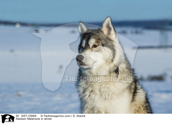 Alaskan Malamute in winter / SST-15689