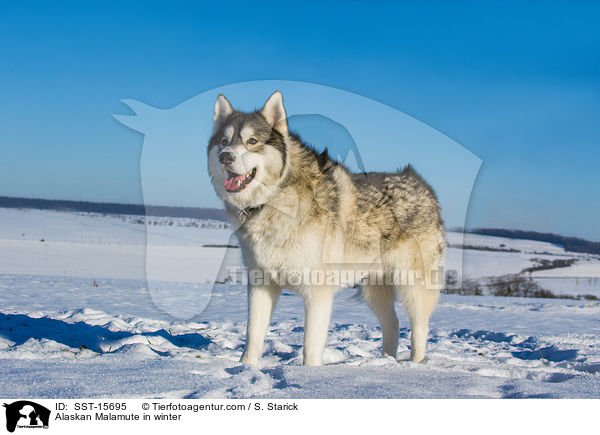 Alaskan Malamute in winter / SST-15695