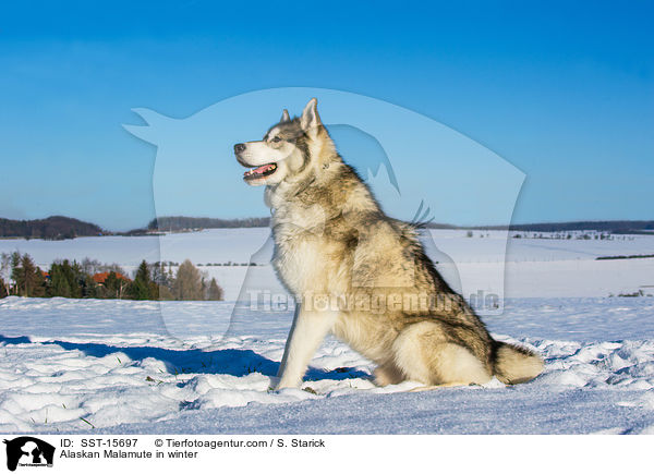 Alaskan Malamute in winter / SST-15697