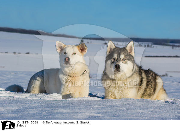2 dogs / SST-15698
