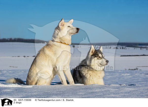 2 Hunde / 2 dogs / SST-15699