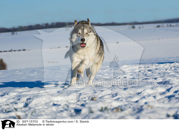 Alaskan Malamute in winter / SST-15703