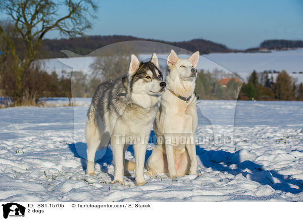 2 dogs / SST-15705