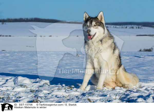 Alaskan Malamute in winter / SST-15706