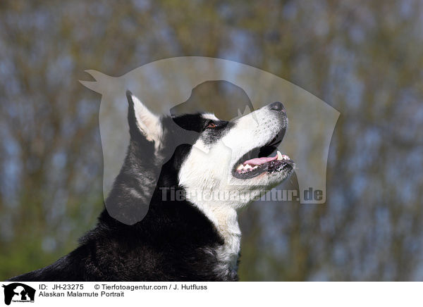 Alaskan Malamute Portrait / JH-23275