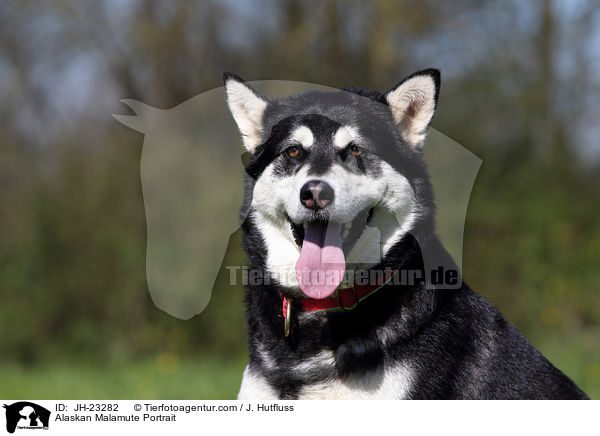 Alaskan Malamute Portrait / JH-23282