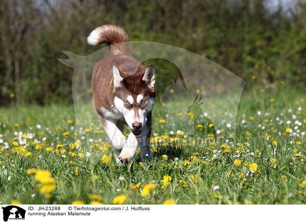running Alaskan Malamute / JH-23288