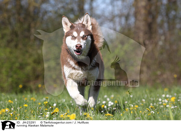running Alaskan Malamute / JH-23291
