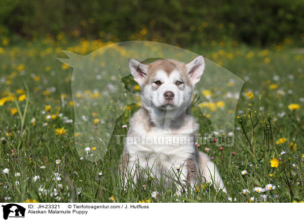 Alaskan Malamute Puppy / JH-23321