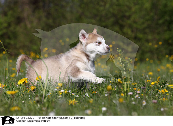 Alaskan Malamute Puppy / JH-23322