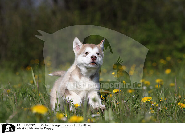 Alaskan Malamute Puppy / JH-23323