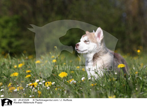 Alaskan Malamute Puppy / JH-23326