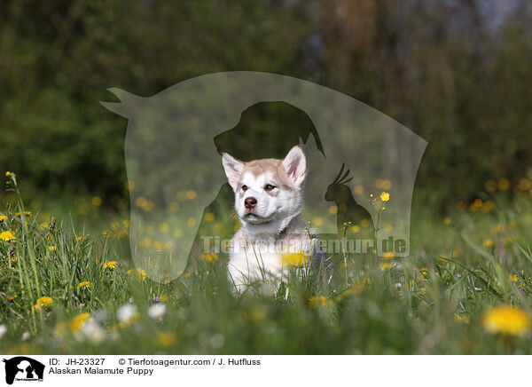 Alaskan Malamute Puppy / JH-23327