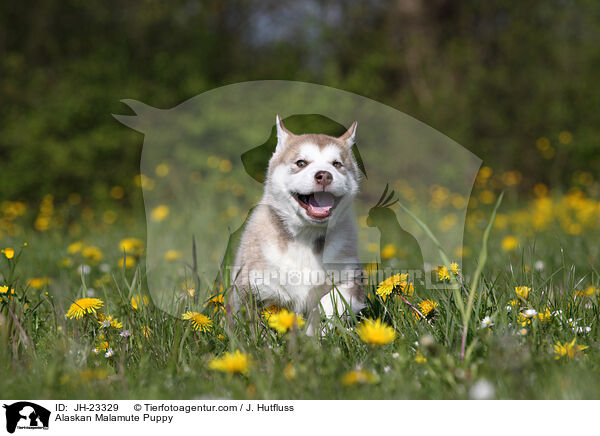 Alaskan Malamute Puppy / JH-23329