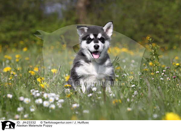 Alaskan Malamute Puppy / JH-23332