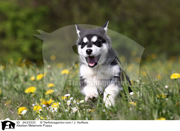 Alaskan Malamute Puppy / JH-23333
