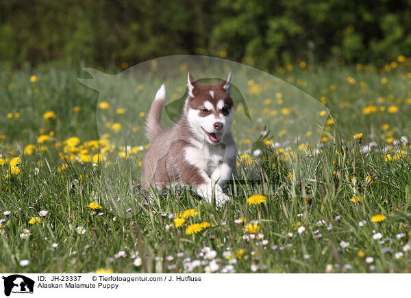 Alaskan Malamute Puppy / JH-23337