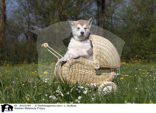 Alaskan Malamute Puppy / JH-23345