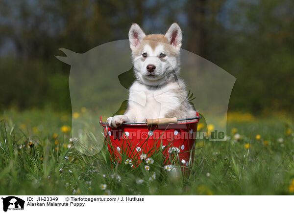 Alaskan Malamute Puppy / JH-23349