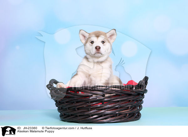 Alaskan Malamute Puppy / JH-23360