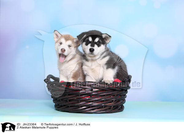 2 Alaskan Malamute Puppies / JH-23364