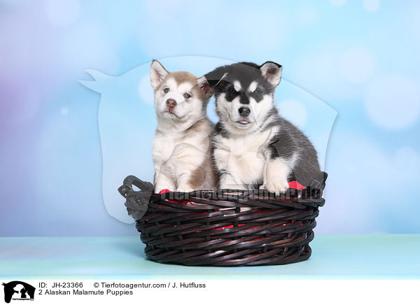 2 Alaskan Malamute Puppies / JH-23366