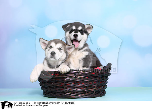 2 Alaskan Malamute Puppies / JH-23368