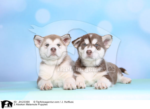 2 Alaskan Malamute Puppies / JH-23390
