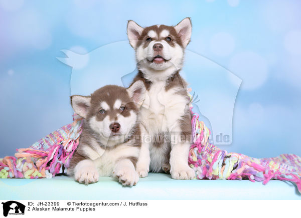 2 Alaskan Malamute Puppies / JH-23399